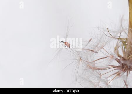 A red ladybird sits on a white dandelion, highlighting the harmony of springtime in a detailed macro shot. Stock Photo