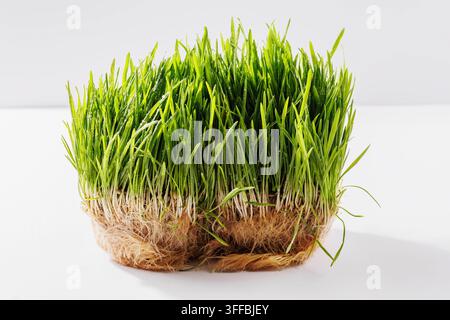 Lush Wheatgrass Carpet with Roots on White Background Stock Photo