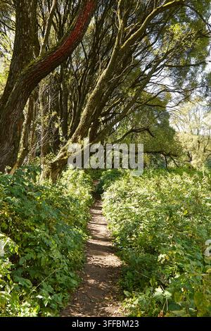 Dirt path surrounded by dense greenery and tall willow trees in a forest, with sunlight casting shadows on the ground and creating a serene atmosphere Stock Photo