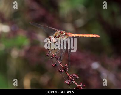Male Common Darter Dragonfly, Sympetrum striolatum, Libellulidae. Hertfordshire, UK. The common darter (Sympetrum striolatum) is a dragonfly. Stock Photo