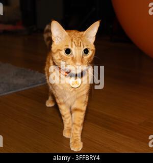 Orange tabby cat walking indoors Stock Photo