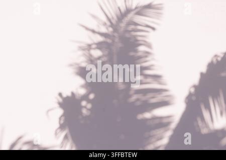 Dreamy palm leaf shadows cast across a pale surface, creating a soft abstract tropical background with natural light. Stock Photo