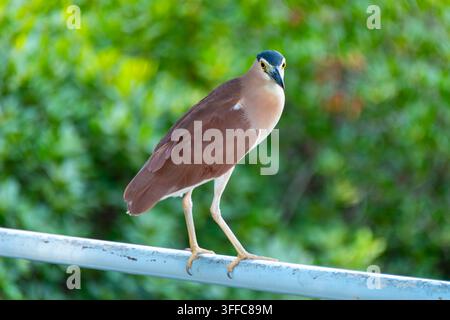 Nankeen Night Heron - Australian Northern Territory Stock Photo
