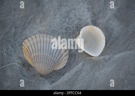 Florida Wildlife Shells on Beach Stock Photo
