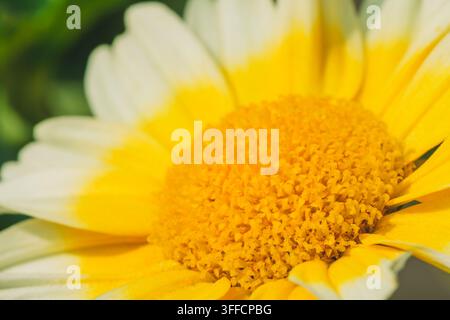 Macro macro shot of a crown daisy flower showing vibrant yellow disk florets and two-tone petals Stock Photo