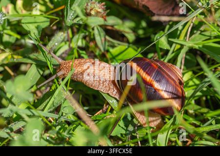 Macro shot of a big burgundy snail with spiral shell crawling through green grass. Beautiful helix pomatia mollusk in its natural wildlife habitat on Stock Photo