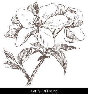 Vector sketch of a blossoming apple tree. Spring pear branch in engraving style. Clipart for packaging juice, jam or tea. Imitation of the ancient technique of etching. Linear hand drawn ink art. Stock Vector