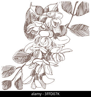 Vector sketch of acacia. Spring branch of gricinia in engraving style. Clipart for wedding invitations. Imitation of the ancient technique of etching. Linear ink drawing of a robinia. Hand drawn art. Stock Vector