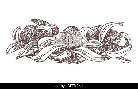Vector sketch of echinacea. Dried inflorescences of black sampson lie on the table. Summer flowers for herbal tea. Retro technique of etching. Linear monochrome retro ink drawing of red sunflower. Stock Vector
