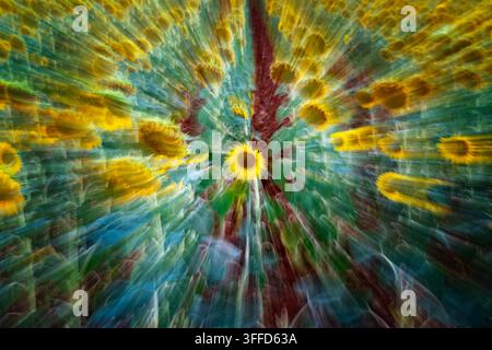 High angle creative shot featuring a sharp yellow sunflower centered in an agricultural field with a radial zoom burst motion blur effect emphasizing Stock Photo