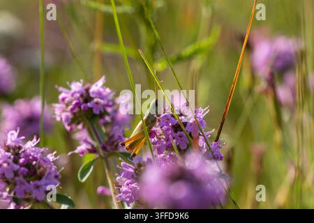 Meadow Grasshopper, Pseudochorthippus parallelus on a wild broad-leaved thyme flower, Thymus pulegioides, in a sunny meadow, Russia. July 2024 Stock Photo