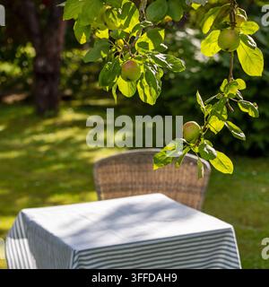 Empty table under apple tree covered with a blue and white striped tablecloth in a sunny green summer garden. Natural outdoor setting with dappled sun Stock Photo