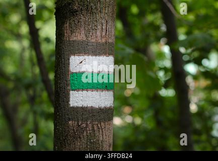 Green trail marker sign painted on tree trunk in forest Stock Photo