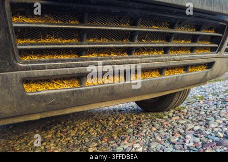 Close-up view of vehicle front grille filled with dry organic debris, likely straw or grass. Dusty surface indicates outdoor use, with pebbles and grass below. Stock Photo