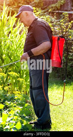 Side view of senior man wearing cap and dark clothes, actively spraying green plants like corn in a sunny garden, using red backpack sprayer for pest Stock Photo