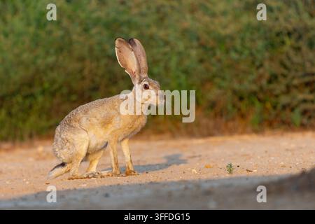A Cape hare stands on a sandy track in the Negev desert, Israel, photographed in August. Stock Photo