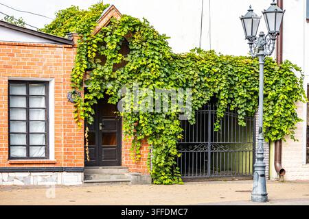 Picturesque brick building entrance featuring a dark wooden door and iron gate framed by climbing green grapevine ivy. A classic double lantern lamp p Stock Photo