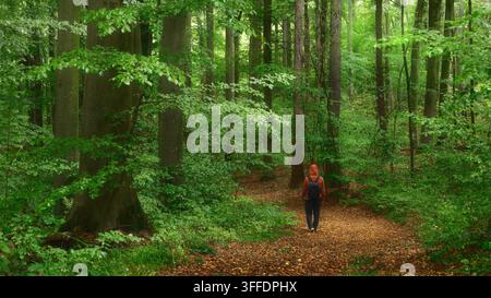 Hiker in red jacket enjoys a walk in a stunning lush green rainy forest with beech trees. Man with red jacket on a scenic woodland path. Stock Photo