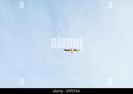 Seagull Flying High in Bright Blue Sky Representing Freedom Stock Photo