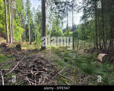 Forest clearing and logging area with broken branches and tree trunks in woodland view Stock Photo