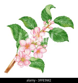 Watercolor illustration of a blooming apple tree branch with pink flowers, buds, leaves isolated on white background. Perfect for product logo, market Stock Photo