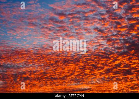 Fiery red and orange altocumulus clouds completely covering the sky at dramatic sunset. Stock Photo