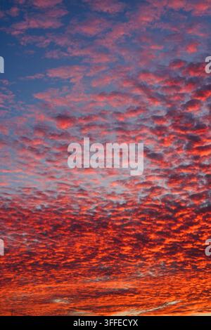 Vertical shot of vibrant crimson and pink altocumulus clouds transitioning into a deep blue evening sky at sunset. Stock Photo