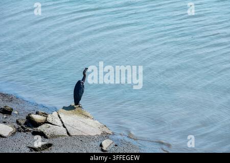 Great blue heron stands on a rock by the water's edge looking out at the ripples, Richmond Whistler, BC, Canada Stock Photo