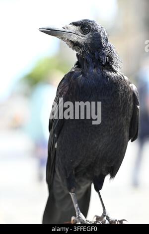 A carrion crow all but posing for the camera. They are highly intelligent, beautiful birds with personality and flair. Stock Photo