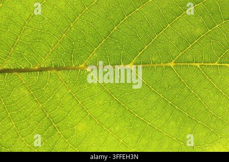 A close up shows a green leaf with clear veins and texture. The image captures the details of the leaf structure under natural light. The focus is on Stock Photo