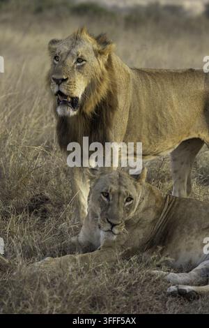 View of a male lion standing and a female lion resting in the dry grass of the savanna in Nairobi National Park, Nairobi, Nairobi County, Kenya. Stock Photo
