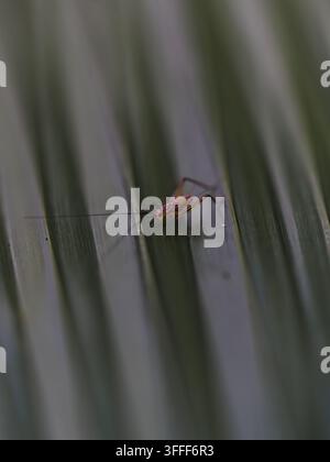 View of a small insect resting on a green leaf in Hilo, Hawaii, United States. Stock Photo