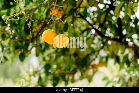 Two Citrus aurantium fruits hang from a tree among green leaves. Concept of harvest, agriculture, nature, seasonality and abundance and fruit growth Stock Photo