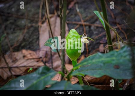 Green pinecone-like inflorescence of Shampoo Ginger (Zingiber zerumbet) emerging from damp forest undergrowth in Western Ghats. Stock Photo