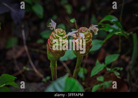 Pinecone-shaped inflorescences of Shampoo Ginger (Zingiber zerumbet) blooming with small pale flowers in Western Ghats. Stock Photo