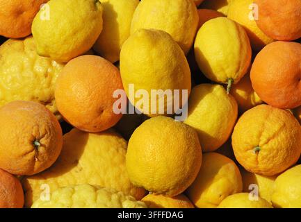 oranges, lemons and grapefruits Stock Photo