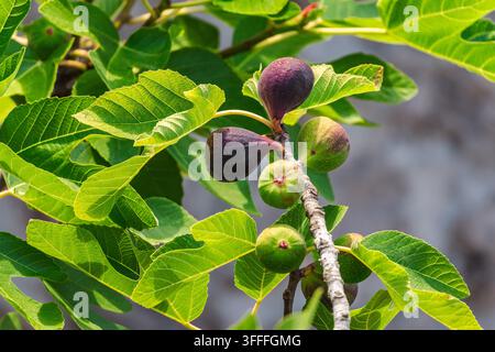 Ripening Figs on a Leafy Tree Branch Stock Photo