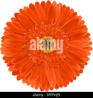 Orange gerbera flower macro isolated on transparent background. Realistic Gerber blossom delicate petal. Vector illustration png Stock Vector
