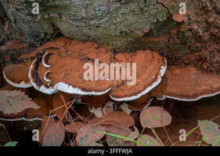 Southern bracket fungus / southern Ganoderma (Ganoderma australe / Ganoderma europaeum / Polyporus adspersus / Ganoderma adspersum) showing spores Stock Photo