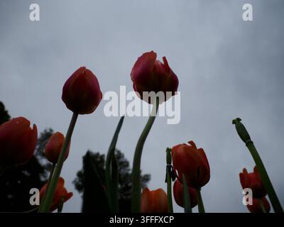 Tulips Seeking Light  A dramatic, low-angle photograph featuring vibrant red tulips reaching upwards against a dark, overcast sky. The image highlight Stock Photo