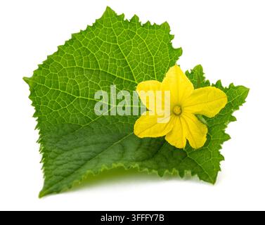 Cucumber leaf  with flower isolated on white background Stock Photo