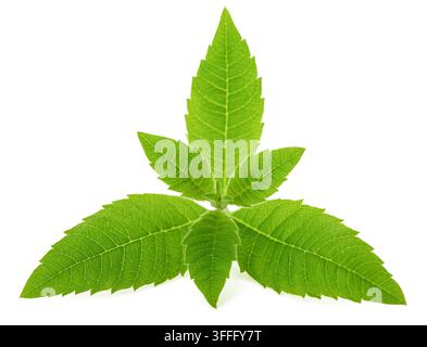 Lemon verbena  isolated on white background Stock Photo