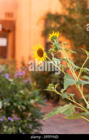 Sunlit Sunflowers in an Adobe Courtyard Stock Photo