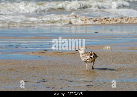 Young seagull walks across wet sand on Baltic Sea beach while foamy waves break along shore, capturing coastal wildlife in its natural habitat Stock Photo