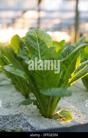 Romaine lettuce plant is growing in hydroponic bed in white granular medium in greenhouse Stock Photo