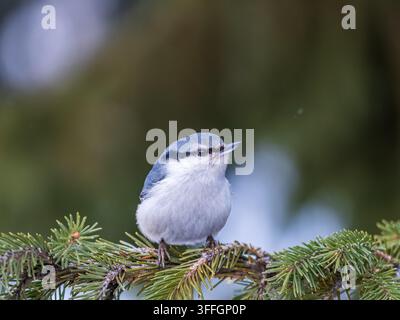 Eurasian nuthatch or wood nuthatch, lat. Sitta europaea, sitting on the fir branch with snow in winter forest. Gray and Orange colored small bird with Stock Photo