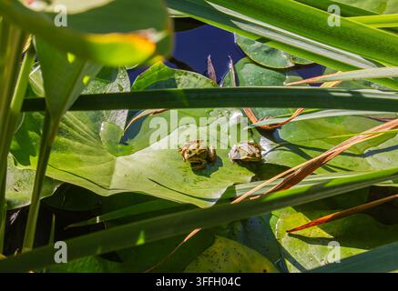Two small Green Frogs resting on large Lily Pad in Pond water surrounded by reeds, natural wildlife close up shot in wetland lake environment. Stock Photo