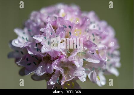 Dew-Kissed Clover - A Macro Moment  Close-up macro photograph of a vibrant purple clover flower covered in glistening dewdrops. The image showcases th Stock Photo