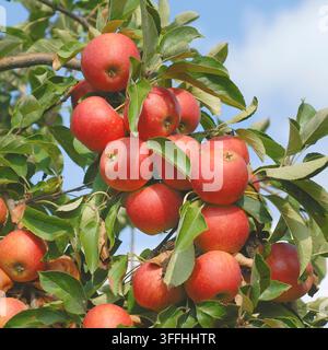 apple tree (Malus domestica 'Elstar', Malus domestica Elstar), cultivar Elstar, apples on a tree Stock Photo