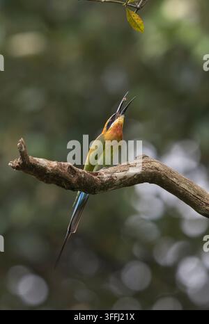 Blue-tailed bee-eater (Merops philippinus) with insect in its beak, Malaysia. Stock Photo